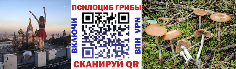 блэк спрут зеркало  Руза  Псилоцибиновые грибы Cubensis 